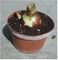 correctly potted Amaryllis bulb